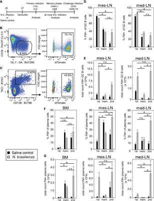 B cell fate mapping reveals their contribution to the memory immune response against helminths